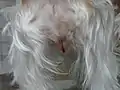 1. Tag der Blutung: geringe Schwellung