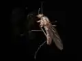 Wahrscheinlich Sylvicola fenestralis