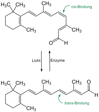 11-cis-Retinal (Vitamin A-Aldehyd) und all-trans-Retinal