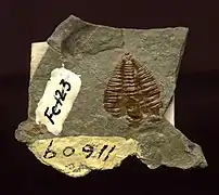 Der Trilobit Amecephalus althea (Walcott), vormals Alokistocare althea walcott