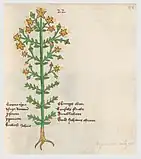 Vitus Auslasser 1479