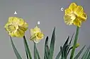 Narzissen mit „Color break“ – ein Symptom des Narzissen-Mosaikvirus (NMV) (A, B) und eine normale Blüte (C)