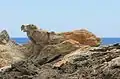 La foca(Der Seehund)