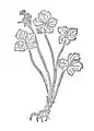 Kapitel 148. Diapensia – sanickel