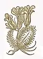 Hortus sanitatis 1491 spica nardus vel nardus