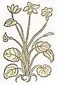 Hortus sanitatis 1491