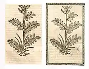 Links: Hortus sanitatis Ausgabe Straßburg 1497 (Millefolium). Rechts: Hieronymus Brunschwig Kleines Destillierbuch, Straßburg 1500 (Garbe)