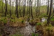 Moorlandschaft im Totalreservat