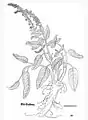 Leonhart Fuchs 1543 Verbascum nigrum