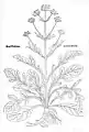 Leonhart Fuchs 1543 Valeriana phu