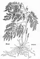 Leonhart Fuchs 1543
