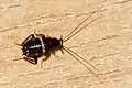Eine Nymphe von Planuncus tingitanus