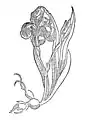 Kapitel 195. Gladiolus – slotten krut oder geel swertel