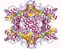 Argininosuccinat-Synthase