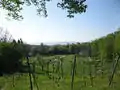 Blick vom Weinberg über den Magdalenengarten
