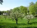 Streuobstwiese im April
