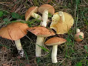 schmierröhrlingsartigKörnchen-RöhrlingSuillus granulatus