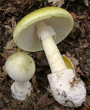 Grüner Knollenblätterpilz(Amanita phalloides)