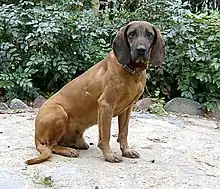 Bayerischer Gebirgsschweißhund