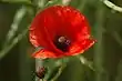 2017 Klatschmohn