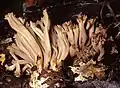 Braune WiesenkeuleClavulinopsis umbrinella