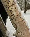 Hasel-RindensprengerVuilleminia coryli