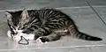 Gestreifte Katze – Genotyp AA oder Aa