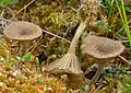Filzstieliger Sumpf-AdermooslingArrhenia fusconigra