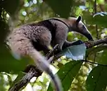 Nasenbär