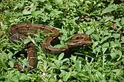 Boa Constrictor in Cahuita