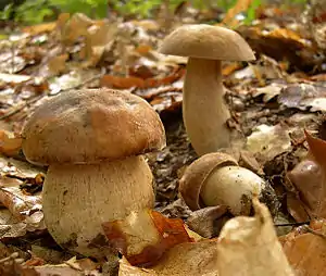 Sommer-SteinpilzBoletus aestivalis
