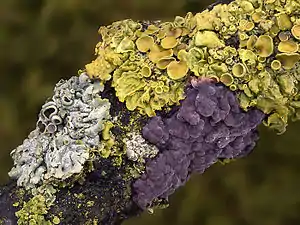 Häufig ist der violette Eichen-Zystidenrindenpilz (P. quercina); im Bild mit Flechten vergesellschaftet.