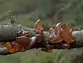 Kreisel-Drüsling(Exidia recisa) an einem Weidenzweig