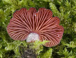 Violettblättriger MuschelseitlingPanellus violaceofulvus
