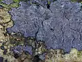 Typisch für den Eschen-Zystidenrindenpilz (P. limitata) sind dunkel gerandete Fruchtkörper.
