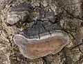 Espen-FeuerschwammPhellinus tremulae