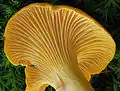 Leisten des Echten Pfifferlings (Cantharellus cibarius)