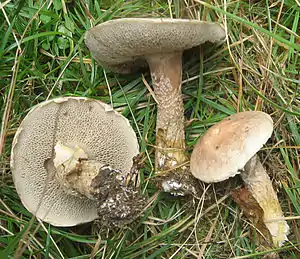 Grauer Lärchen-Röhrling (Suillus viscidus)