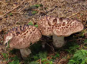Habichtspilz (Sarcodon imbricatus)