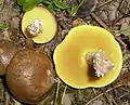 Ringloser ButterpilzSuillus collinitus