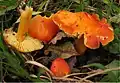 Glänzender Orange-SaftlingHygrocybe aurantiosplendens