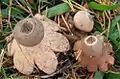 Kragen-ErdsternGeastrum striatum