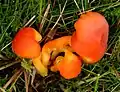 Honig-SaftlingHygrocybe reidii