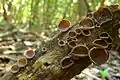 Auricularia nigricans(syn. Auricularia polytricha)