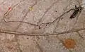 Ophiocordyceps australis
