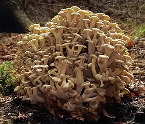 Eichhase oder Ästiger Büschel-PorlingPolyporus umbellatus / Cladomeris umbellata