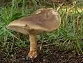 Frühjahrs-WeichritterlingMelanoleuca cognata