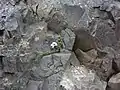 In Island