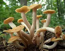 Ringloser HallimaschDesarmillaria tabescens