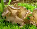 Gelappter AdermooslingArrhenia lobata